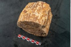 Foto (Seitenansicht) von Sigillaria sp.  (NHMW-GEO-2024-0188-11103)